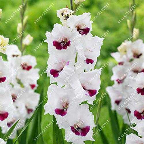 Kalash New 100pcs Gladiolus Flower Seeds for Gardening White Pink