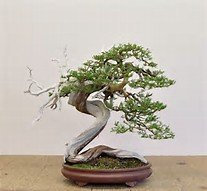 15 Semi Rocky Mountain Ginepro (Juniperus scopulorum) Grande Bonsai