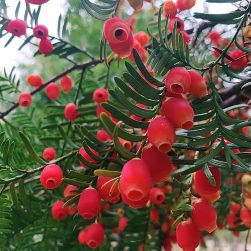 semi di taxus baccata - interno balcone rialzato aiuole giardino resistente tappezzante decorazione cucina 150pcs