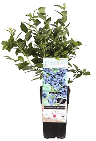 Heidelbeere 'Emblue' ca. 30 cm – Premium Blaubeerpflanze für Balkon & Garten, reichtragend, winterhart, vitaminreich, aromatische Früchte, ideal für gesunden Genuss & frische Ernten