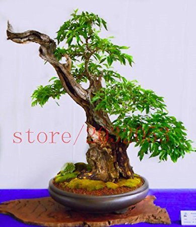 20 rari bonsai giapponesi ciliegio Sakura mini bonsai per la decorazione domestica