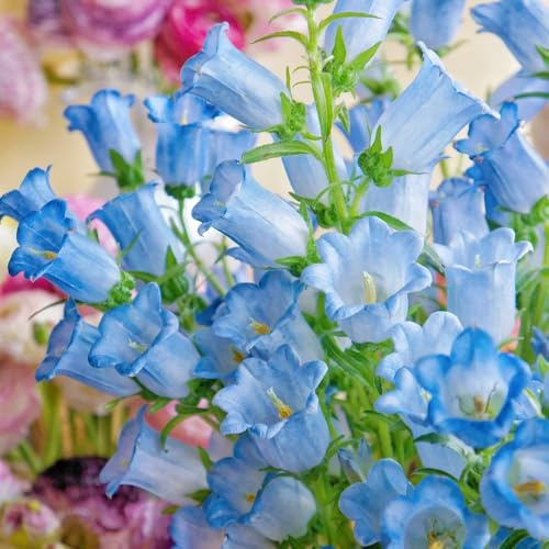 glockenblumesamen wildblumen balkonblumen, schnittblumen glockenblume, hochbeet kräuterpflanzen, balkon gartenblumen 200pcs