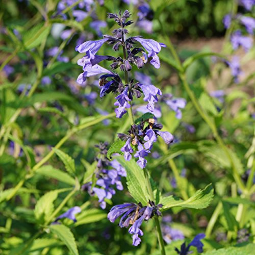 Nepeta sibirica 'Souvenir d'Andre Chaudron' - Sibirische Katzenminze, im 0,5 Liter Topf, blauviolett blühend