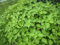 300 semillas verdes shiso Aka Perilla frutescens ornamental de la hierba verde y púrpura