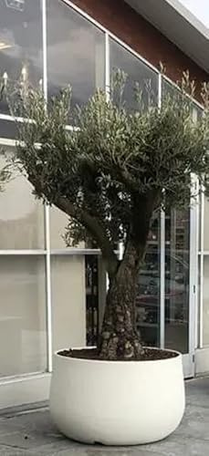 Vaso Urbano ACAYA 78 Bianco Perla per piante in Resina di grosse dimensioni