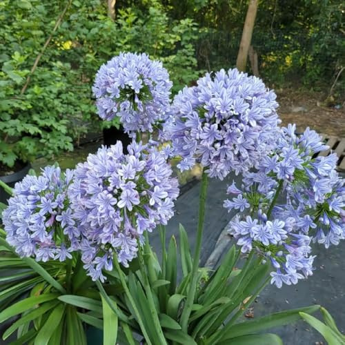 semillas de agapanto, interior exóticas lirio africano perennes resistente para decoración del jardín 300pcs