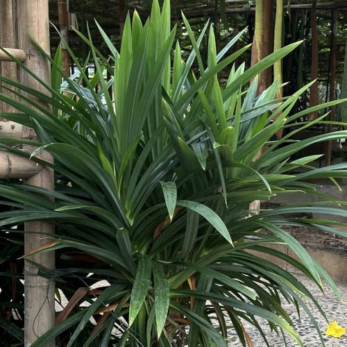 pandan, bodendecker kräutergarten balkon pandansamen pflanzenanzucht wintergemüse nachhaltige geschenke heilkräuter gemüsesamen balkon gewächshaus balkon küchenkräuter bio bodendecker 400samen