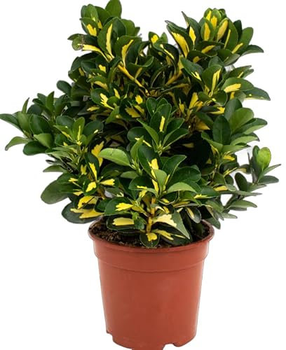 Arbusto Euonymus Japonicus Aureus – Planta Natural de Hojas Variegatas Resistente y Decorativa