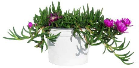 Mesen (Uña de gato) M-13 Planta Natural Pequeña Colores Surtidos