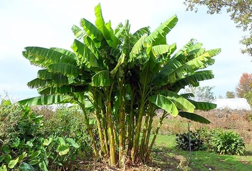 Semi di Banano da Frutto, Pianta Tropicale banana Musa Ventricosum, Altezza 2 Metri, Non OGM