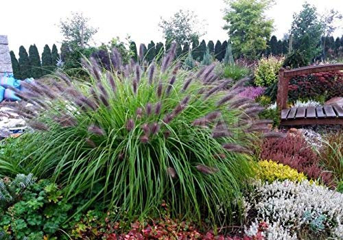 3 x Pennisetum alopecuroides 'Black Beauty' im 1 Liter Topf (Ziergras/Gräser/Winterhart/Mehrjährig/Staude/Stauden) Schwarzes Lampenputzergras - Filigrane Halme in edlem Schwarz - von Stauden Gänge