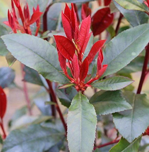 Glanzmispel Camilvy 30-40cm - Photinia fraseri