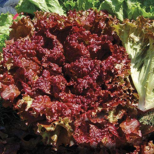 New Red Fire Lettuce Seeds