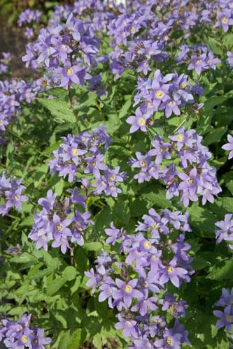 Campanula lactiflora 'Prichard' ca. 9x9 cm Topf - Glockenblume, lavendelblaue Blüten, Blütezeit Juni-August, ideal für Rabatten, bienenfreundlich, pflegeleicht