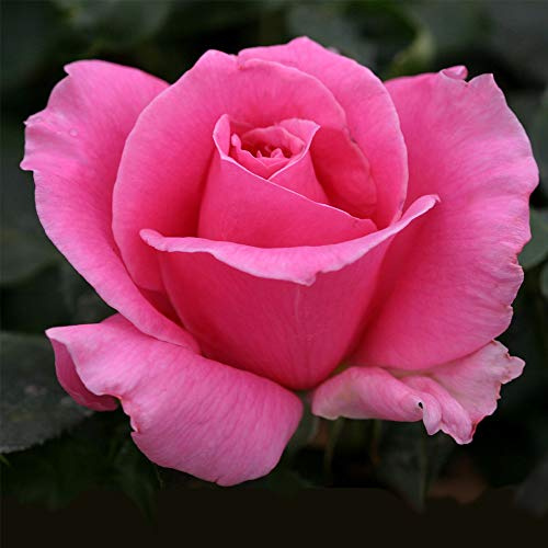 Heirloom Roses Rose Plant - Eiffel Tower Pink Rose Bush, Hybrid Tea Live Plant for Planting Outdoors