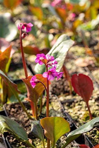 Bergenia cordifolia 'Eroica' 11x11 cm Topf – Winterhart, Immergrün, Pflegeleicht – Riesensteinbrech – Bodendecker für Beet & Rabatte