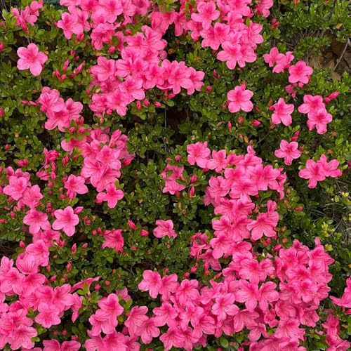 semi di rododendro, azalea, Giardino roccioso: resistenti al pieno sole di biologiche da esterno in vaso da giardino arredamento del soggiorno 80pcs