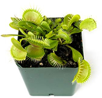 Sprig & Stone Carnivorous Plant Dionaea muscipula (Venus Fly Trap)