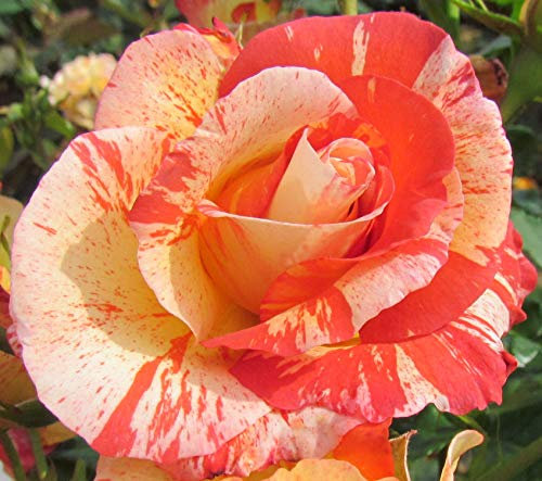 Alfred Sisley - 5.5lt Potted Hybrid Tea Garden Rose Bush - Red/Yellow/Cream Stripe