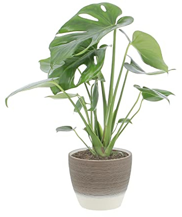 KENTIS - Monstera Deliciosa - Pianta Vera da Interno Resistente - Piante da Appartamento Purifica Aria - Ornamentale - H 40-50 cm Vaso Ø 14 cm
