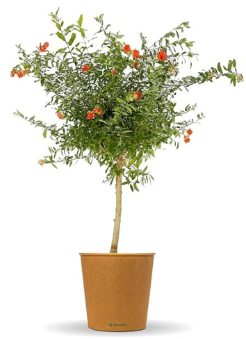 Bloomify® Zwerg Granatapfelbaum Gloria | 60 bis 80 cm große winterharte Granatapfel Pflanze | pflegeleichtes Granatapfel Bäumchen für Garten oder Topf | tolle Blüten und Früchte, selbstbefruchtend