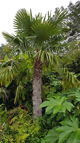 Trachycarpus fortunei/Palmier de Chine/Conteneur de 2 à 2.9 litres