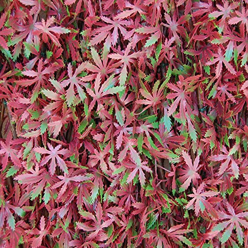 TENAX Siepe Artificiale con Foglie Traliccio Estensibile in salice, Divy 3D X-Tens Red Acer, 1x2 m, Rosso/Verde