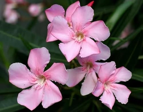 100 graines de fleurs de laurier rose