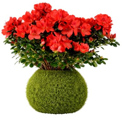 Azalea en Kokedama Natural con Flor – Planta Viva de Interior | DECOALIVE