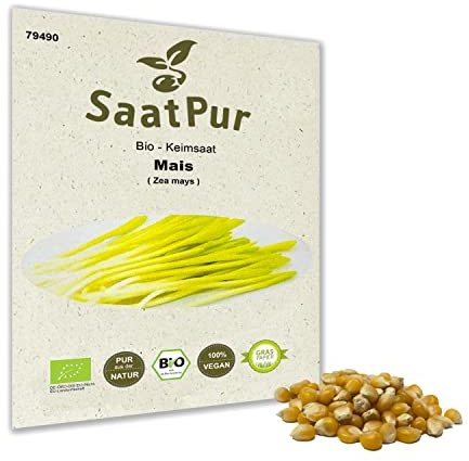 Mais Popcornmais BIO Keimsprossen Bio Keimsaat von SaatPur - Sprossen, Microgreens - 50g
