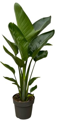 Trendyplants - Strelitzia Nicolai - Paradiesvogelblume - Zimmerpflanze - Höhe 80-100 cm - Topfgröße Ø19cm