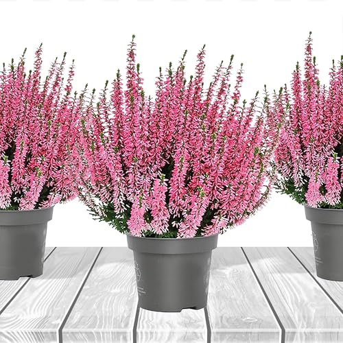 Heidekraut, Knospenheide, Besenheide, Farbe Rot, Weiß, Rosa, Violett, 3x Pflanze im Topf, Calluna vulgaris, für Balkon, Terrasse oder Garten, Winterhart & Mehrjährig, Blühend (Rosa)