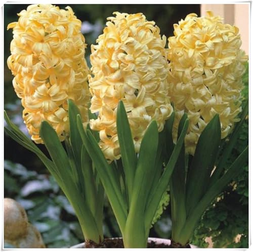 Bulbi di Hyacinto | Elegante, Dolce, Aromatico, Delicato, Luminoso, Armonioso,Hyacinto bulboso -8 bulbi