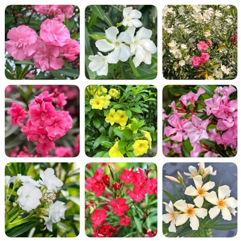 semi di oleandro, arbusti resistenti esotiche di selvatici da giardino roccioso decorazione estivi da esterno giardino 50pcs