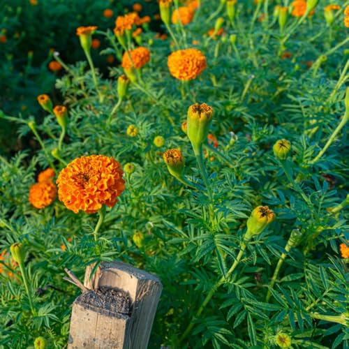 semi tagete ufficio serrai balcone esotici decorazione calenduli balcone parterre riverdimento tetti 100pcs