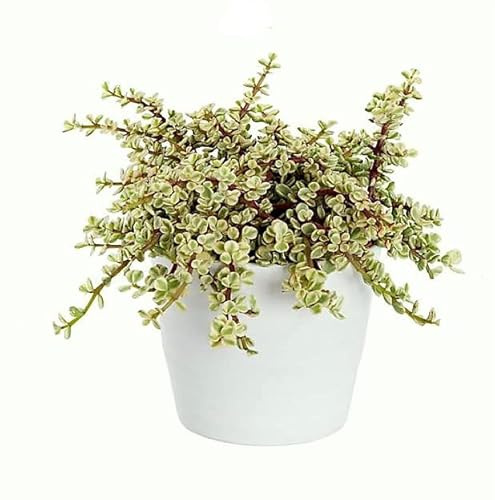 DECOALIVE Planta Natural de Fácil Cuidado Portulacaria Variegata Perfecta para la Decoración del Interior o el Exterior de la Casa