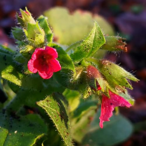 Semi di polmonaria, Pulmonaria, balcone resistenti di selvatiche, medicinali da giardino resistenti 50pcs