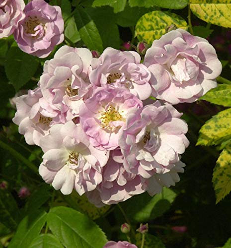 Kletterrose Blush Rambler 30-60cm - lebende Gartenpflanze aus den Baumschulen