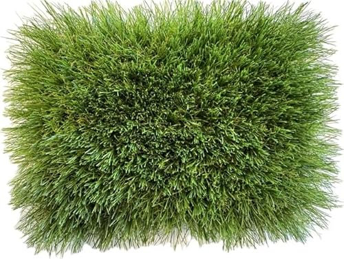 KUNSTRASENWELT - Kunstrasen Flair 650 | Vielseitiger Rollrasen in frischem Grün | Rasenteppich, perfekt für Garten, Terrasse, Balkon & Messen | Kunstrasen mit 50mm Höhe; Größe: 2m x 3m
