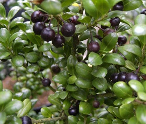 Japanische Stechpalme Convexa - Ilex crenata Convexa - Löffel-Ilex