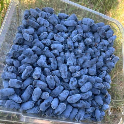 Semi di mirtillo siberiano - rialzate resistenti serra interna indoor 20pcs