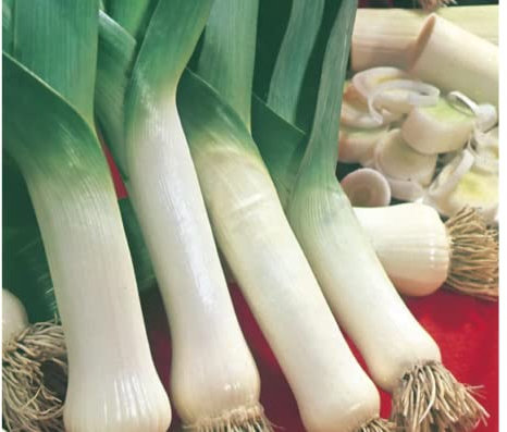 25 Seeds of Leek Lyon (prizetaker)