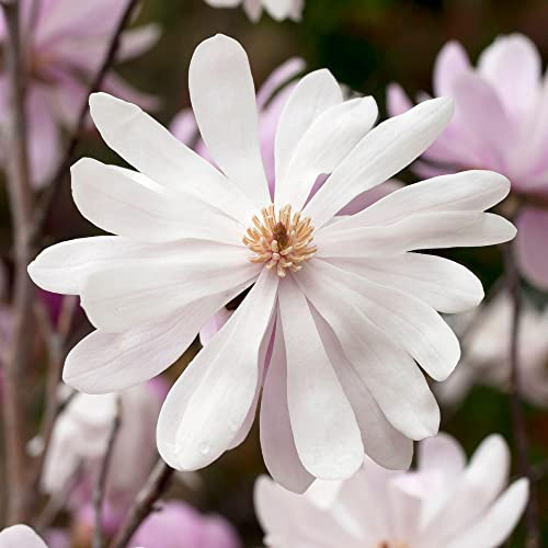 Magnolia Merrill, laubabwerfender blühender Strauch für den Außenbereich, bereit für den Garten, in einem 9 cm Pflanztopf.
