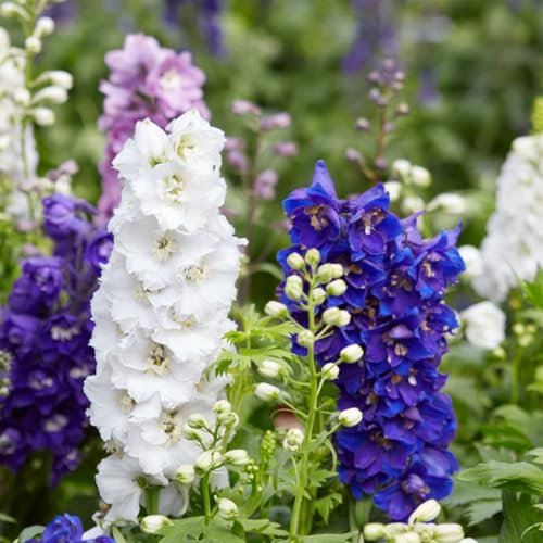 Welldales 50 Giant Delphinium Larkspur Pastel Mix Seeds Imperial Blue Pink