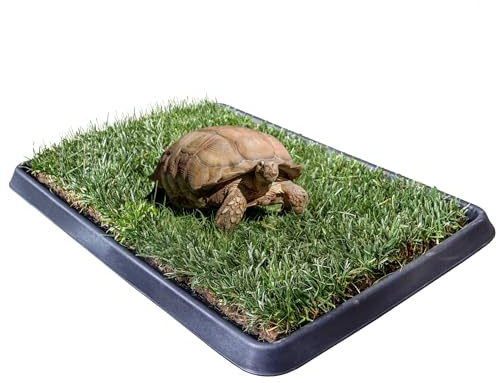 Kit S Tartarughe PetZolla 60x40 cm - Terrario Tartarughe terra in Vera Erba Naturale con Vassoio Riutilizzabile - Casetta per tartarughe di terra Naturale - Dura fino a 5 mesi