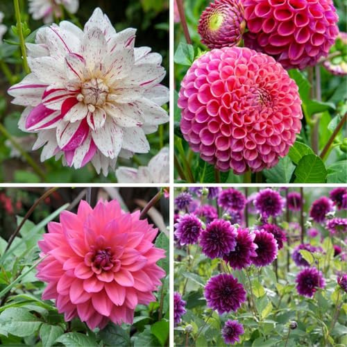 Plant in a Box - Dahlien-Mix ‘Bouquet Sunrise’ - Mix aus 4 Dahlienknollen - Rosa und weiße Dahlien - Sommerblüher
