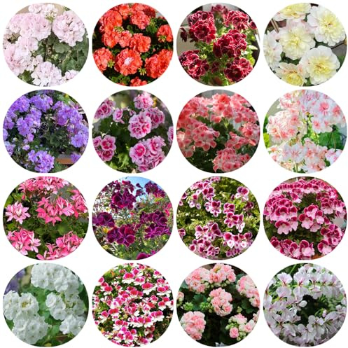 Geranien, deko wohnzimmer bodendecker topfpflanzen hochbeet kübelpflanzen gartendeko für draußen balkongewächshäuser hochbeete für garten indoor gewächshaus balkon seltene rankpflanze 1200samen