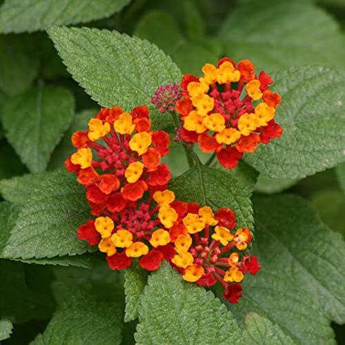 lantana - in vaso (Lantana camara) in vaso resistenti, adatte al pieno sole d'appartamento esotiche balcone rare rampicanti serra interna 400semi