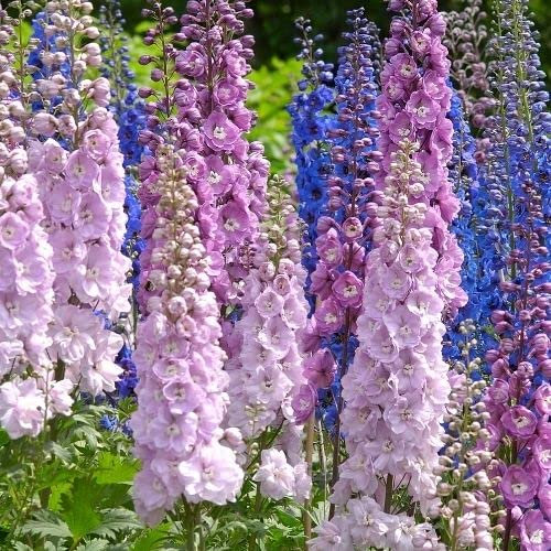 Larkspur Limelight Mixed Seeds - Delphinium consolida - Easy to Grow