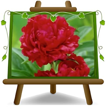 Peonía Arbórea Roja Plantas Ornamentales - en Maceta: 17 cm.